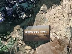 -中国地质博物馆