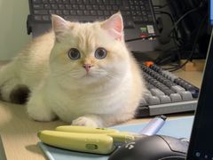 -喵zoo家庭繁育猫舍(尖东智能花园店)