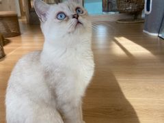 -猫腻·猫咖·撸猫馆(星光大道店)