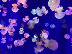 -成都浩海立方海洋公园