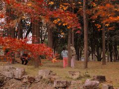 -月湖风景区