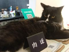 肉球-有猫主题·治愈系猫咖(曾厝垵店)