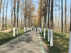 -合肥滨湖国家森林公园