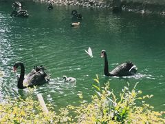 -长白岛森林公园