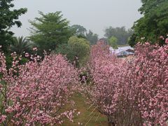 景点-天适樱花悠乐园