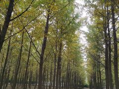 -汉景帝阳陵博物院