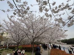 -高东镇樱花园