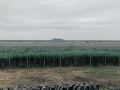 -金山嘴渔村