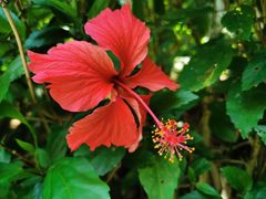 -西双版纳原始森林公园