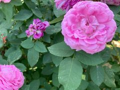 -大兴滨河森林公园