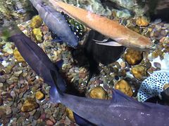 -迪拜水族馆及水下动物园