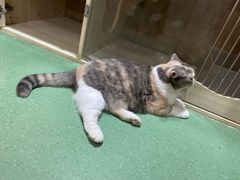-藦茜花园宠物主题亲子互动体验馆(国顺东路店)