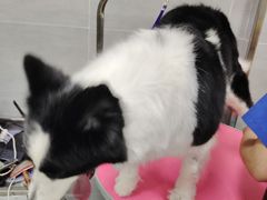 -宠福鑫康馨动物医院·骨科·眼科