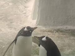 -大连圣亚海洋世界