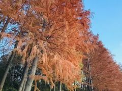 -长广溪湿地公园