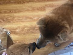 -柴犬高等学院·狗咖·柴犬售卖·宠物训练