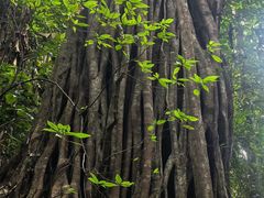 -西双版纳原始森林公园