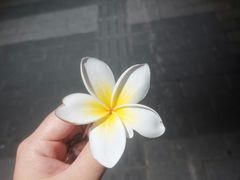 -老周记顺德双皮奶