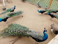 -萌宠亲子动物乐园(槐房万达店)