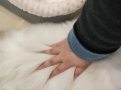 -momokira米努特·德文卷毛猫·棉花面纱犬