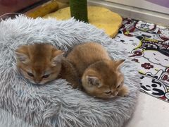 -糯米喵星人总部直营旗舰店·猫舍·幼猫出售