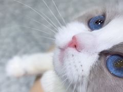 -momokira米努特·德文卷毛猫·棉花面纱犬