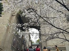 -武汉大学-樱园