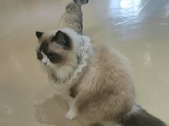 -藏猫猫咖啡主题馆(中央大道店)