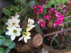 iphone_upload_pic-南锣鼓巷