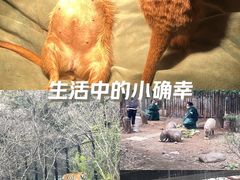-红山森林动物园