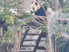 -武汉动物园