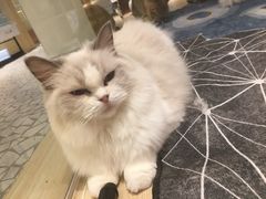 -momokira米努特·德文卷毛猫·棉花面纱犬