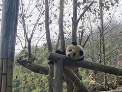 -都江堰中华大熊猫苑