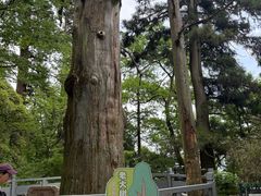 -天目山大树王景区