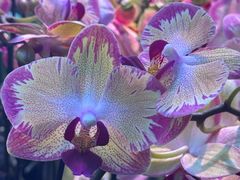 -花鸟鱼虫鲜花绿植市场(玉泉路店)