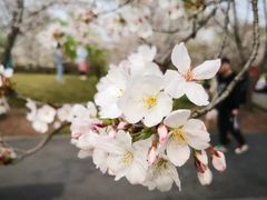-顾村公园