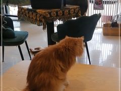 -平行世界·猫咖(首经贸店)