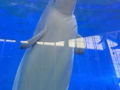 -泉城欧乐堡海洋极地世界