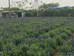 -广东花都香草世界旅游度假区
