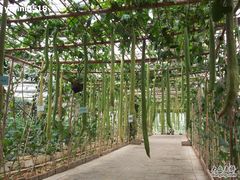 照片 055-北戴河集发农业梦想王国