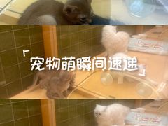 -帕帕拉兹宠物(亚洲旗舰店)