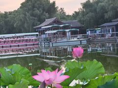 -莲花池公园
