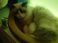 -喵屿·大理花园猫咖