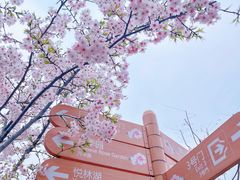 -顾村公园