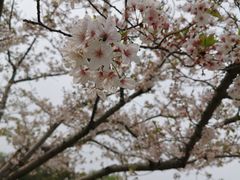-新江湾城公园