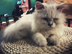 -猫猫幼稚园·撸猫·桌游·电玩
