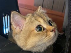 -猫大福·Fortune Cat猫舍(百子湾店)
