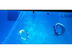 -芜湖新华联大白鲸海洋公园