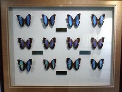 -上海昆虫博物馆