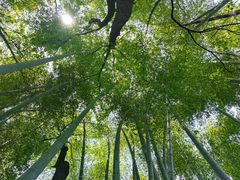 -金水泊山庄·花椒鸡(铁山坪店)